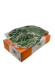 Phoenix Roebeleni Bs 60cm