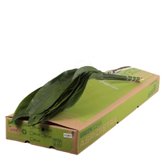Aspidistra E Per Bunch 70cm