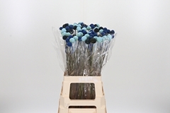 Craspedia 70cm