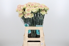 Di St Mochi 70cm