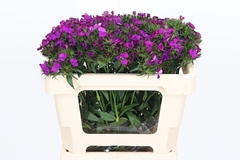 Di Barb Am Neon Purp 50cm 23