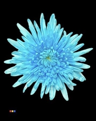 Chr G Topspin Pastel Blue