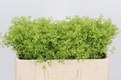 Alchem M Robustica 50cm