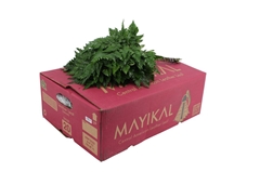 Leatherleaf 40cm