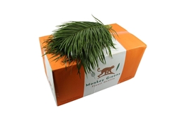 Phoenix Roebeleni Bs 60cm