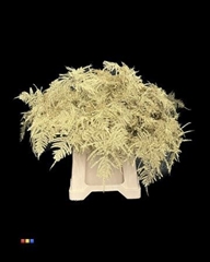 Asp Colortreated 45cm