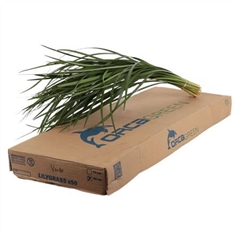 Xantorrhoea Ov P Bunch