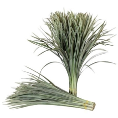 Ophiopogon T Grass Bont 80cm