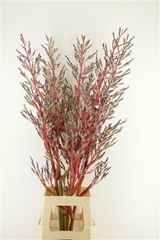 Bromeliabloem 110cm 5gram