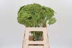 Ammi Visn Green Mist 60cm