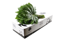 Fatsia Japonica Bs 60cm
