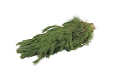 Pinus Strobus Bunch 90cm