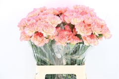 Di St Other 65cm 23