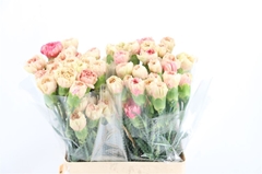 Di St Lady Pera 60cm 23