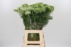 Ammi Vis Casablanca 70cm