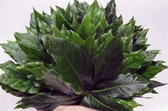 Fatsia Japonica Blad 50cm