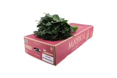 Fatsia Japonica Bs 45cm