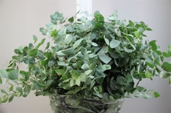 Euca Cinerea P Bunch 70cm 300gram