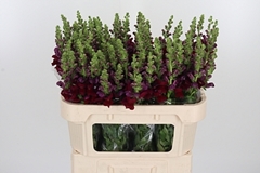Antir Poto Crimson 75cm
