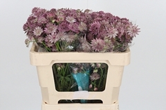 Astr Roma 50cm 33