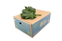 Fatsia Japonica Bs 30cm