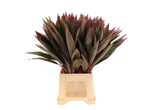 Decor Groen Other 60cm