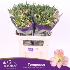 Alstr Tompouce 75cm 90gram