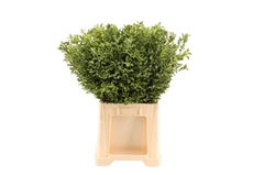Pittosporum Tenuifol 50cm