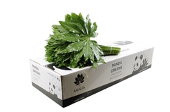 Fatsia Japonica Bs 50cm