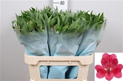 Alstr Rome 75cm 100gram 6+