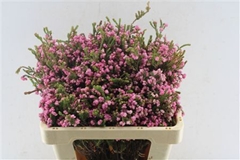 Kaaps Groen 50cm