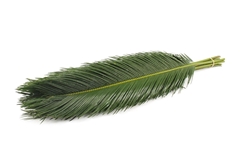 Cycas Revoluta 80cm