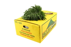 Leatherleaf 45cm