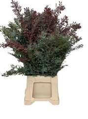 Acacia (MIMOSA) Bs 50cm