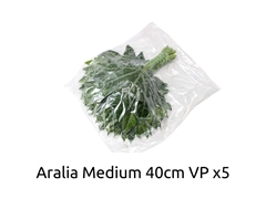 Fatsia Japonica Bs 40cm