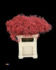 Gyps Xlence Red