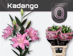 Li Or Kadango 85cm 45+