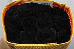 R Gr Colortreated 70cm