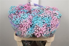 Gyps Colortreated 80cm 40gram