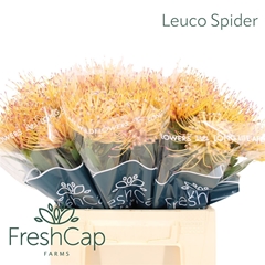 Leuco Spider 40cm