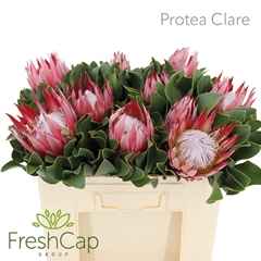Protea Cy Clare 50cm