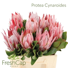 Protea Cynaroides 40cm