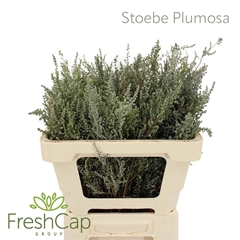 Stoebe Plumosa 50cm