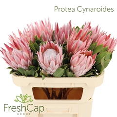 Protea Cynaroides 70cm