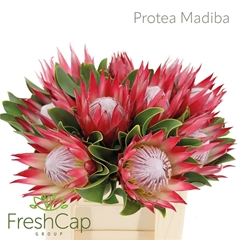 Protea Madiba 40cm