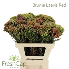 Brunia Laevis 60cm