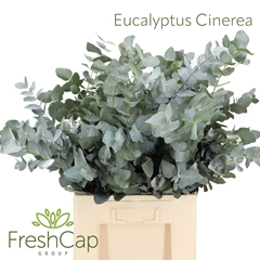 Euca Cinerea P Bunch 60cm 300gram