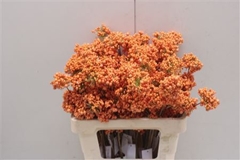 Bessen Orange