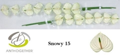 Anth A Snowy 7cm Ø