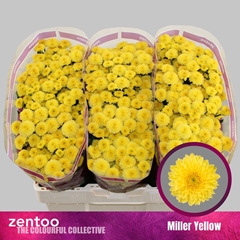 Chr S Miller Yellow 55cm 120g
